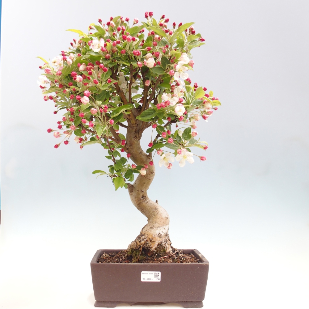 Outdoor bonsai -Malus halliana - Small-fruited apple tree