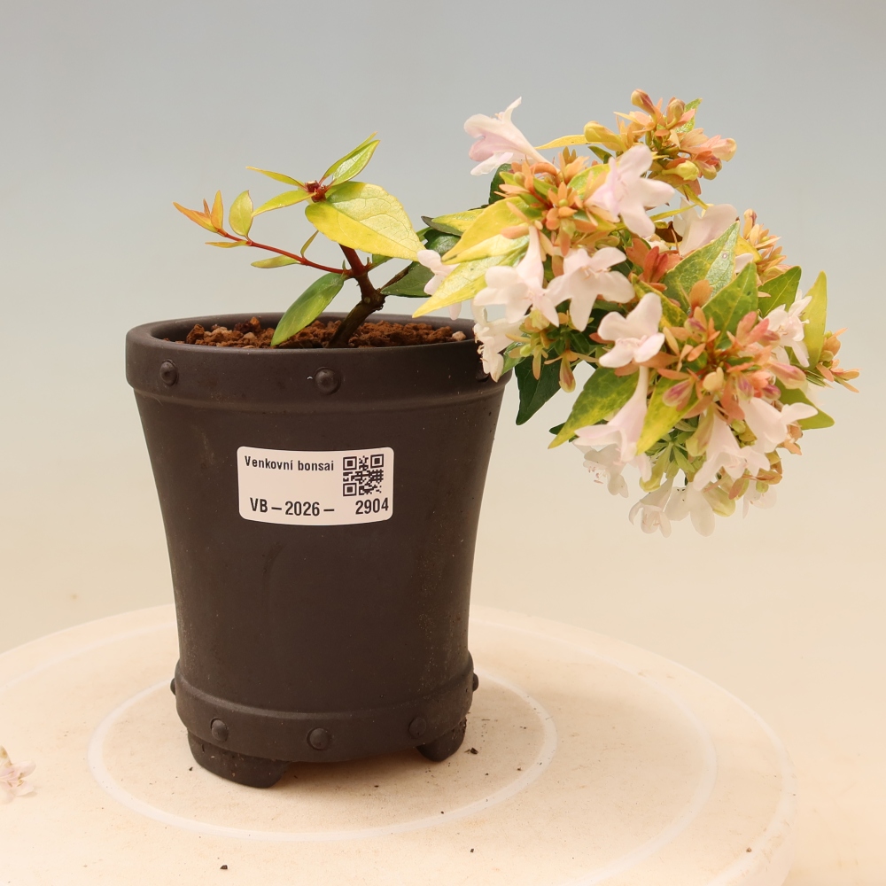 Outdoor Bonsai - Abelia 'Kleidoscope' - Large-flowered Abelia