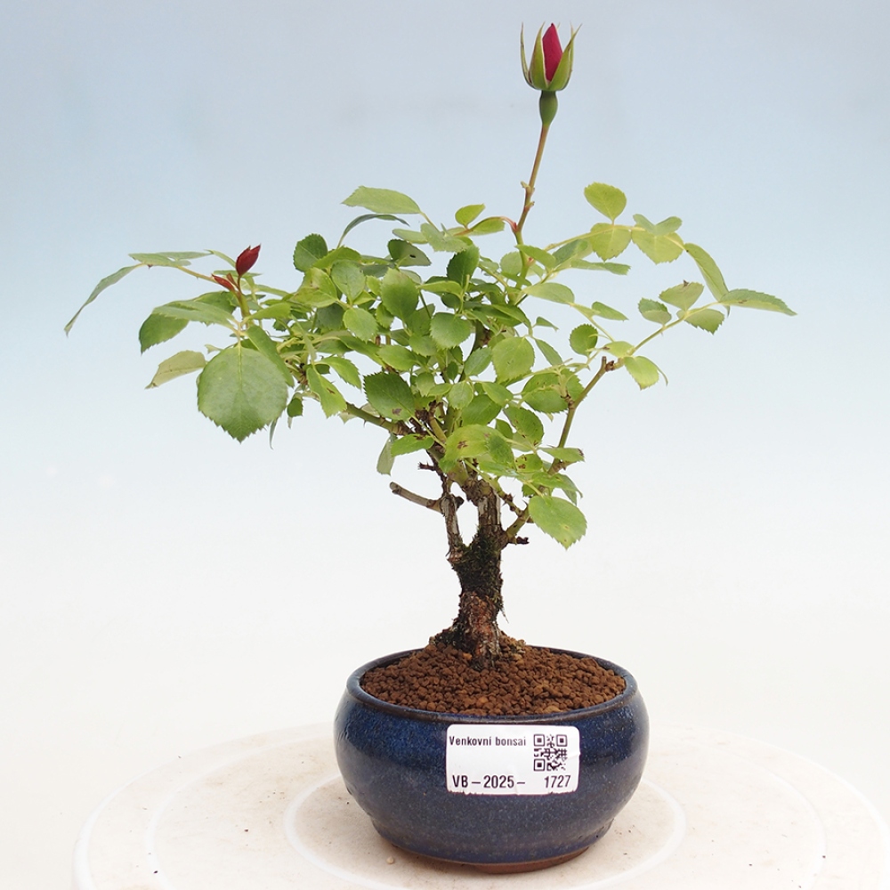 Outdoor bonsai - Rosa Kordes -  rose