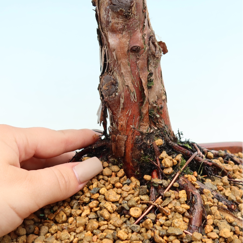 Outdoor bonsai - Juniperus chinensis Kishu