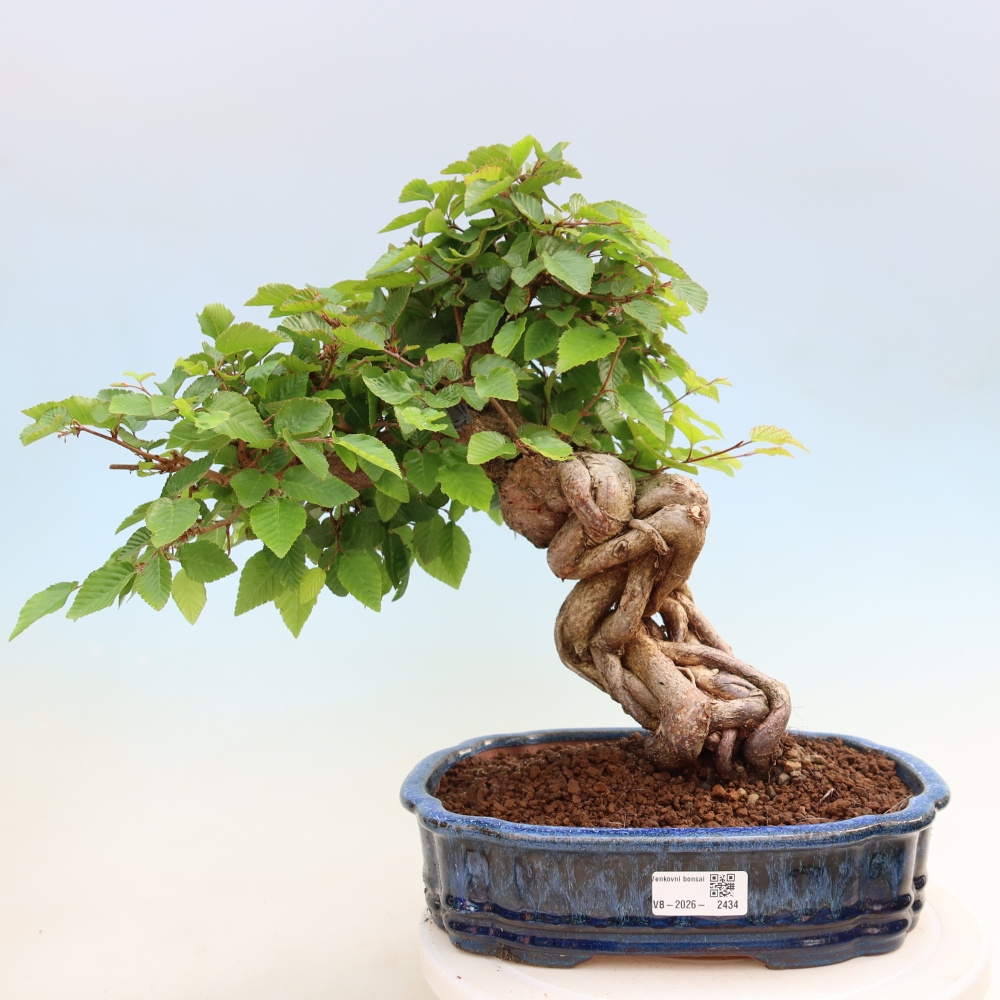 Outdoor bonsai -Carpinus coreana - Korean Hornbeam