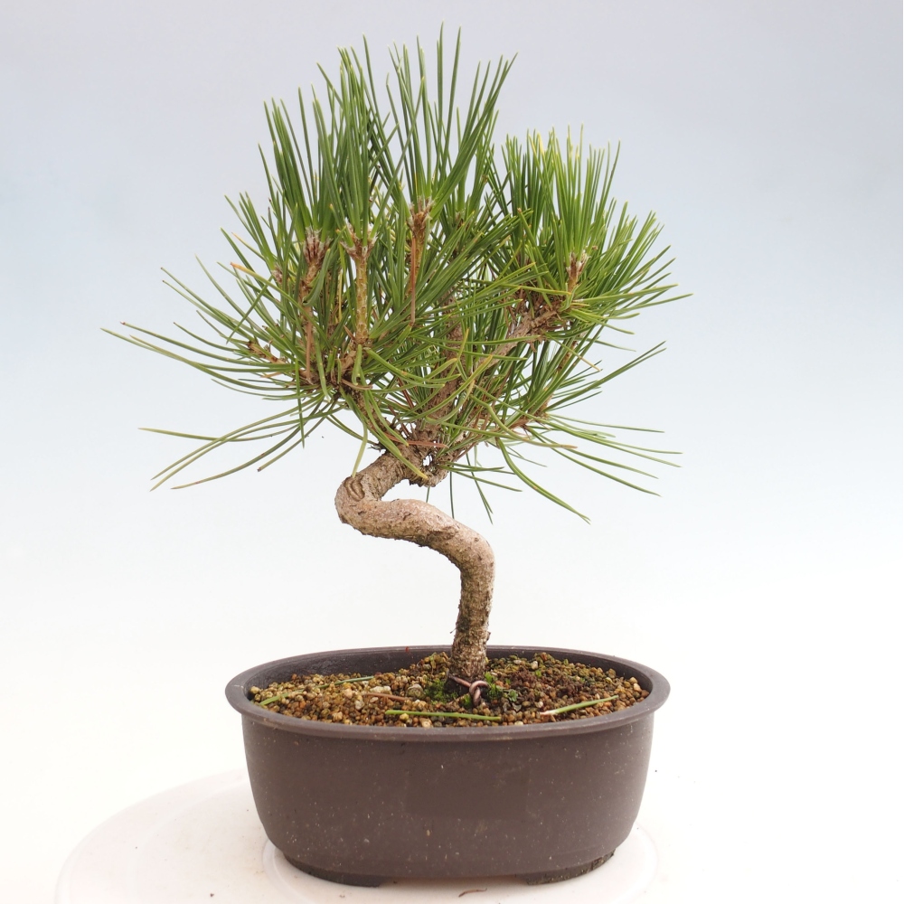 Outdoor bonsai - Pinus thunbergii - Thunbergia pine