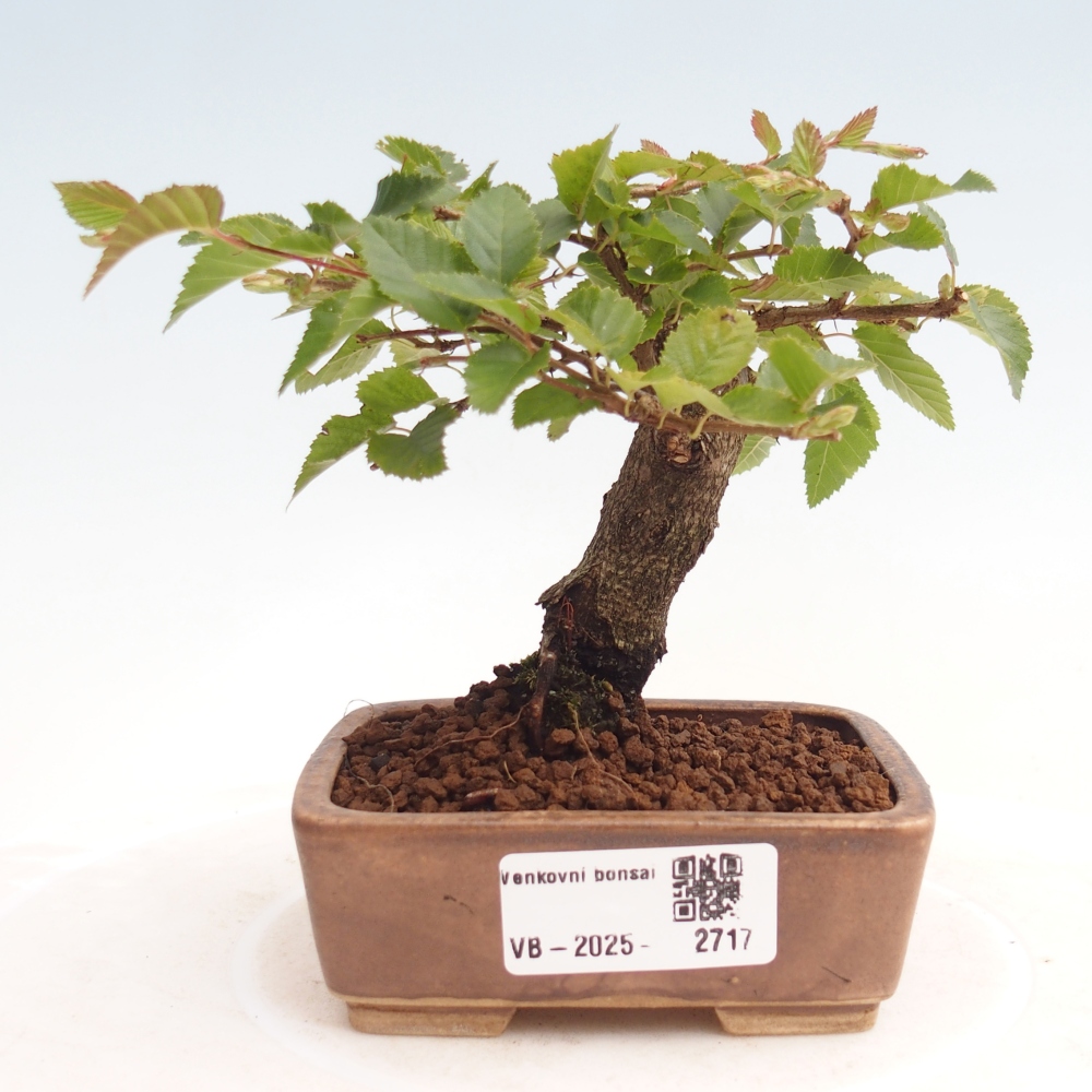 Outdoor bonsai -Carpinus CARPINOIDES - Korean Hornbeam