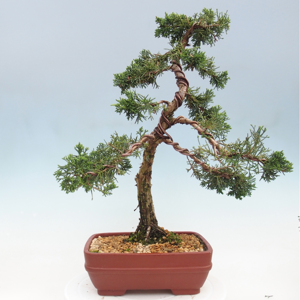 Outdoor bonsai - Juniperus chinensis Kishu