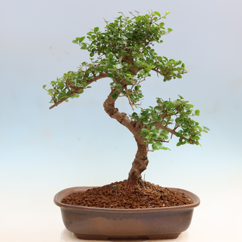 Room bonsai -Ligustrum retusa - small-leaved bird's beak