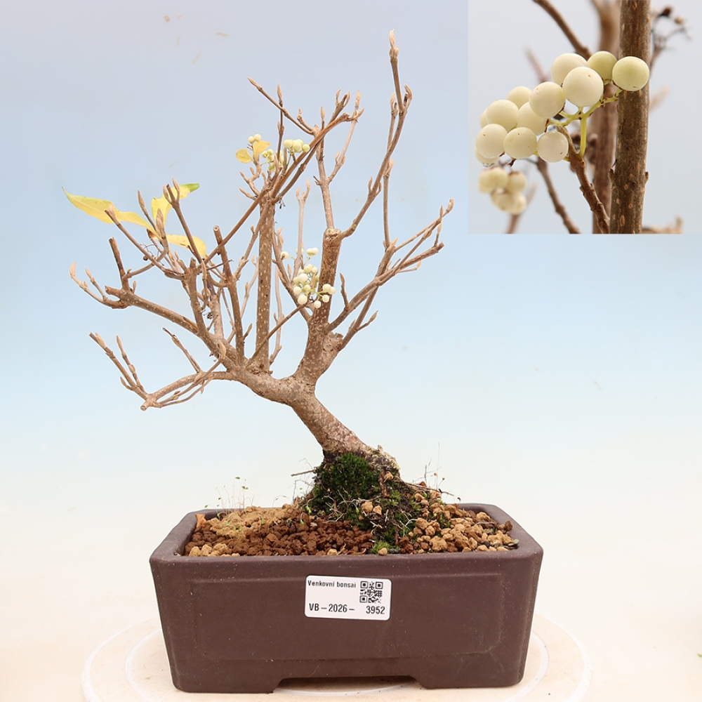 Outdoor Bonsai - Callicarpa bodinieri 'Snowqueen' - Snowberry
