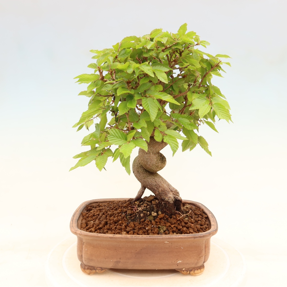 Outdoor bonsai -Carpinus coreana - Korean Hornbeam