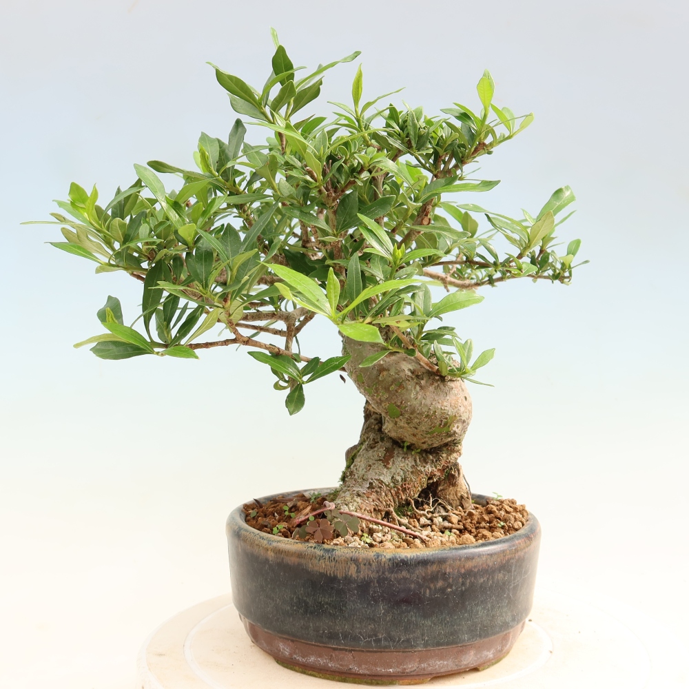 Indoor Bonsai - Gardenia jasminoides - Gardenia