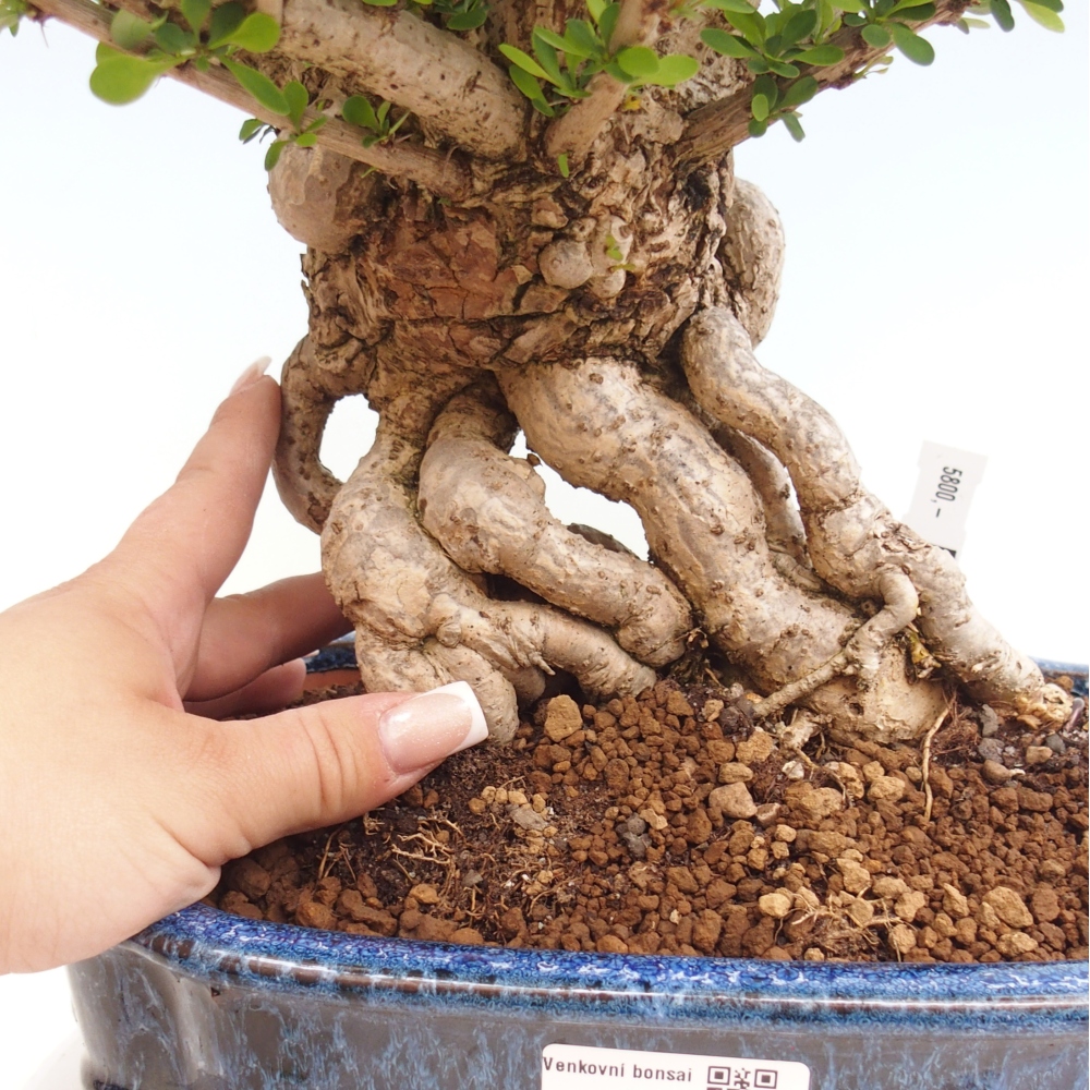 Outdoor bonsai - Berberis coreana