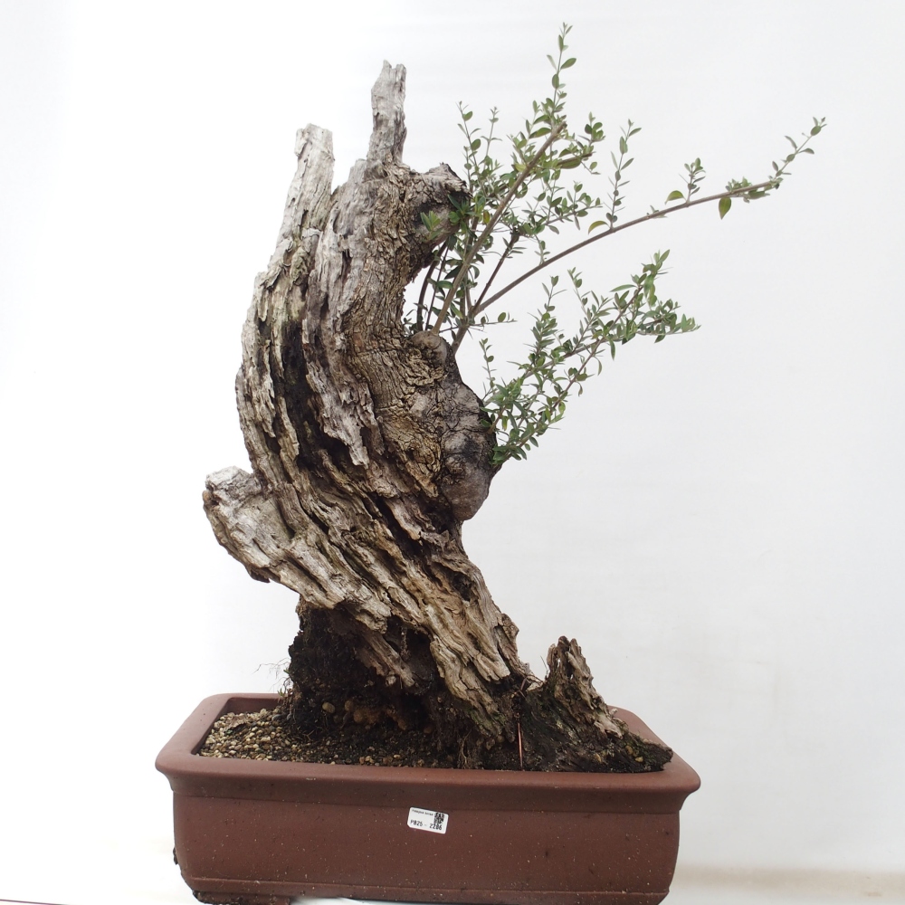 Indoor bonsai - Olea europaea sylvestris - European small-leaved olive oil