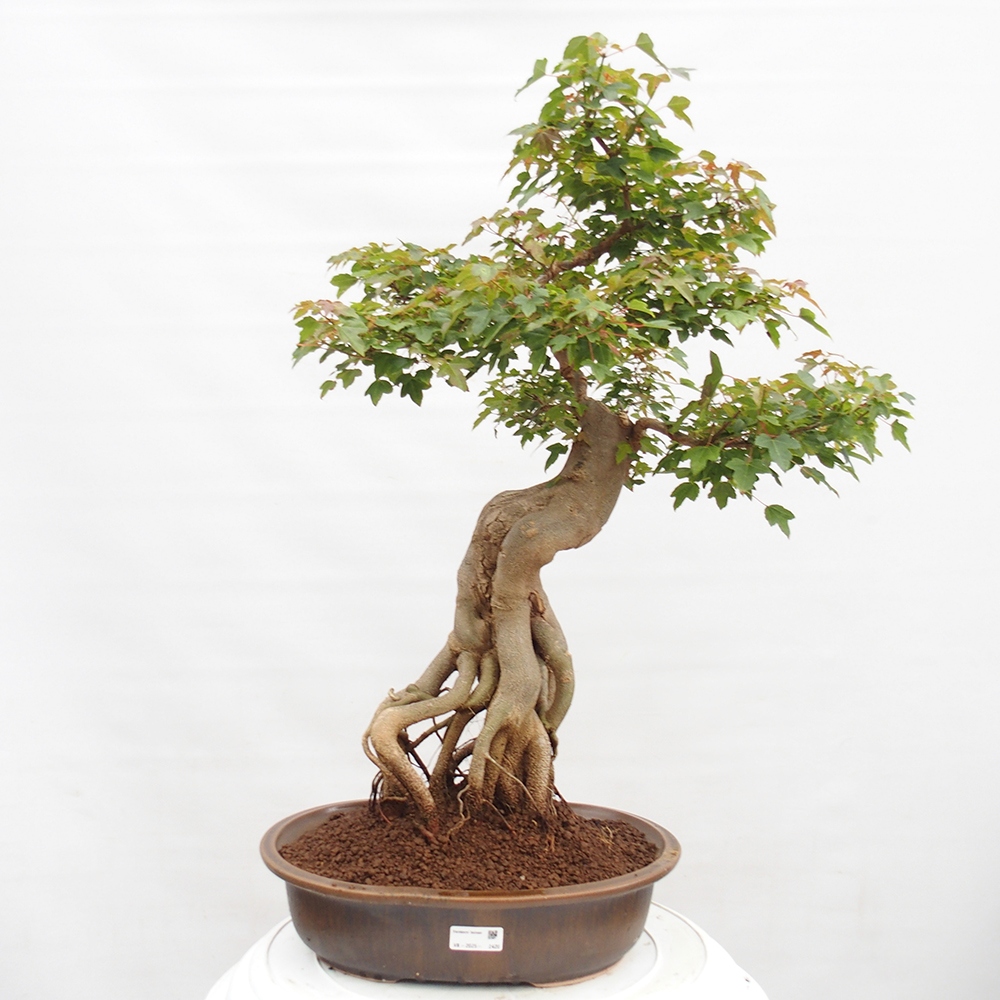 Outdoor bonsai - Maple Buergerianum - Burger Maple