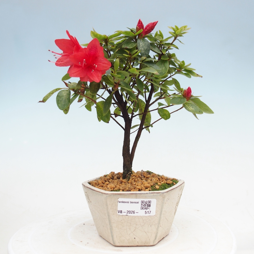 Outdoor bonsai - Japanese azalea - Azalea sp.