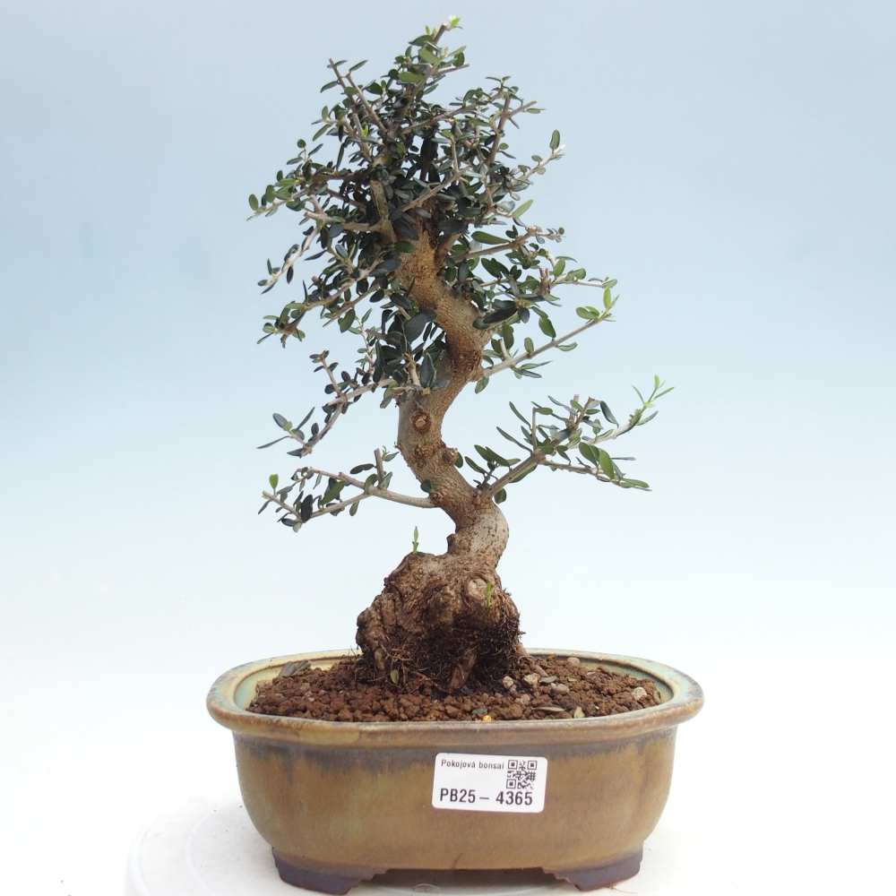 Indoor bonsai - Olea europaea sylvestris