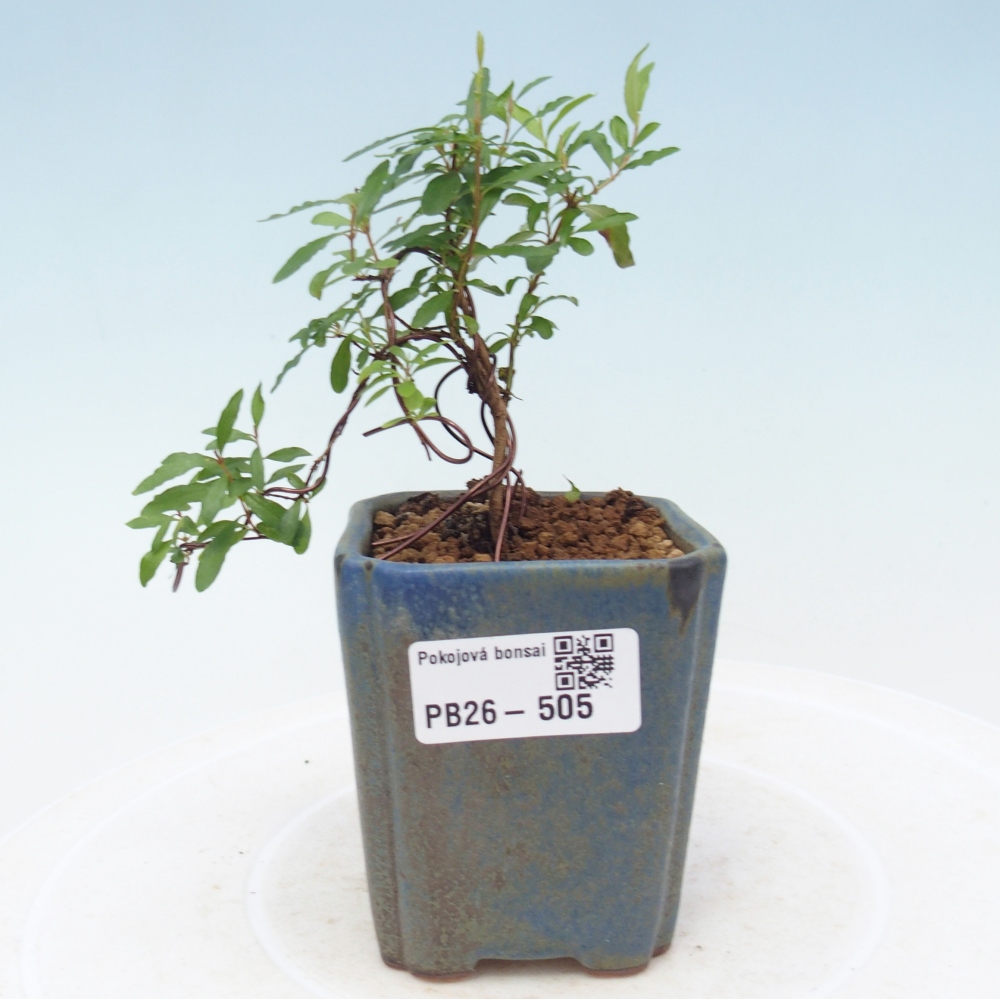 Room bonsai-PUNICA granatum nana-Granate apple