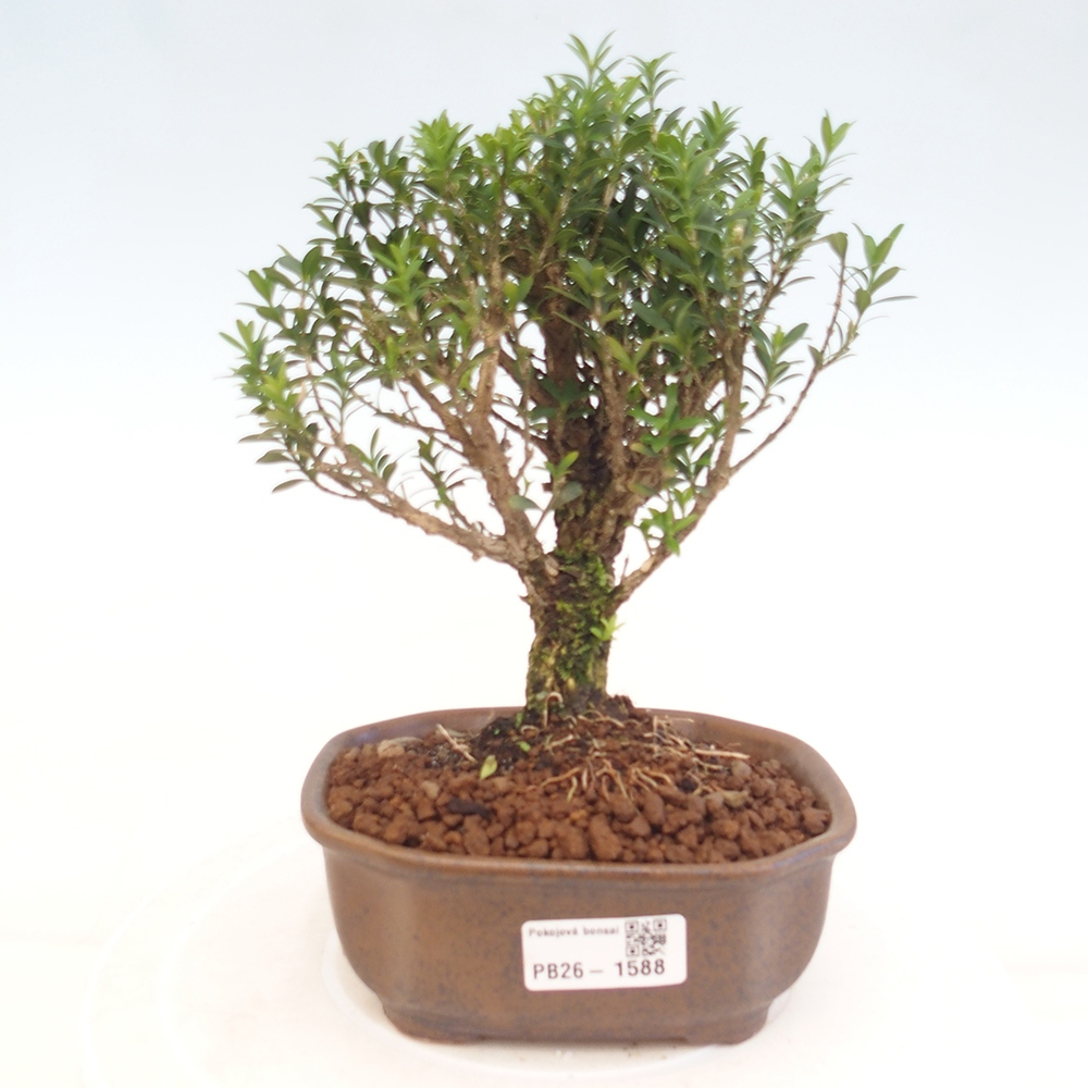 Room bonsai - Buxus harlandii - cork buxus