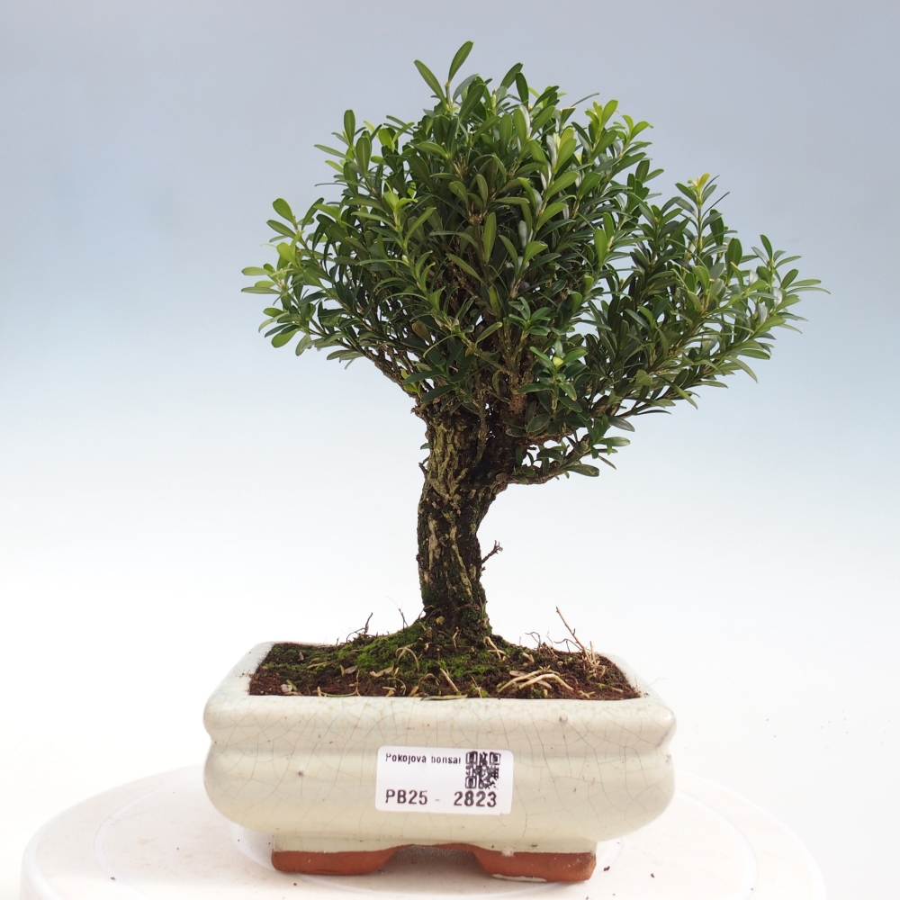 Room Bonsai - Buxus harlandii - Cork boxwood