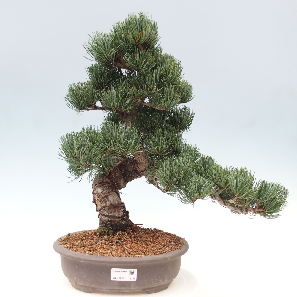 Outdoor bonsai - Pinus parviflora - Small pine tree