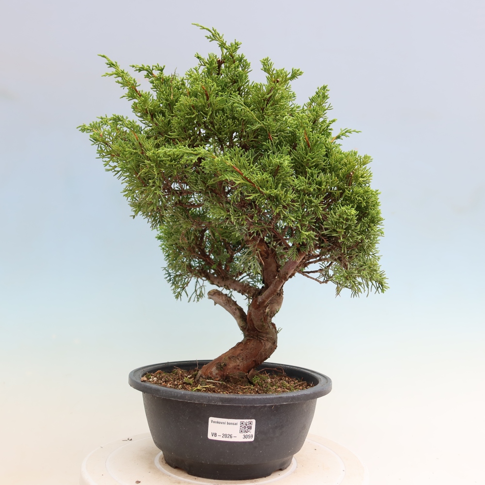 Outdoor Bonsai - Juniperus chinensis Itoigawa - Chinese Juniper
