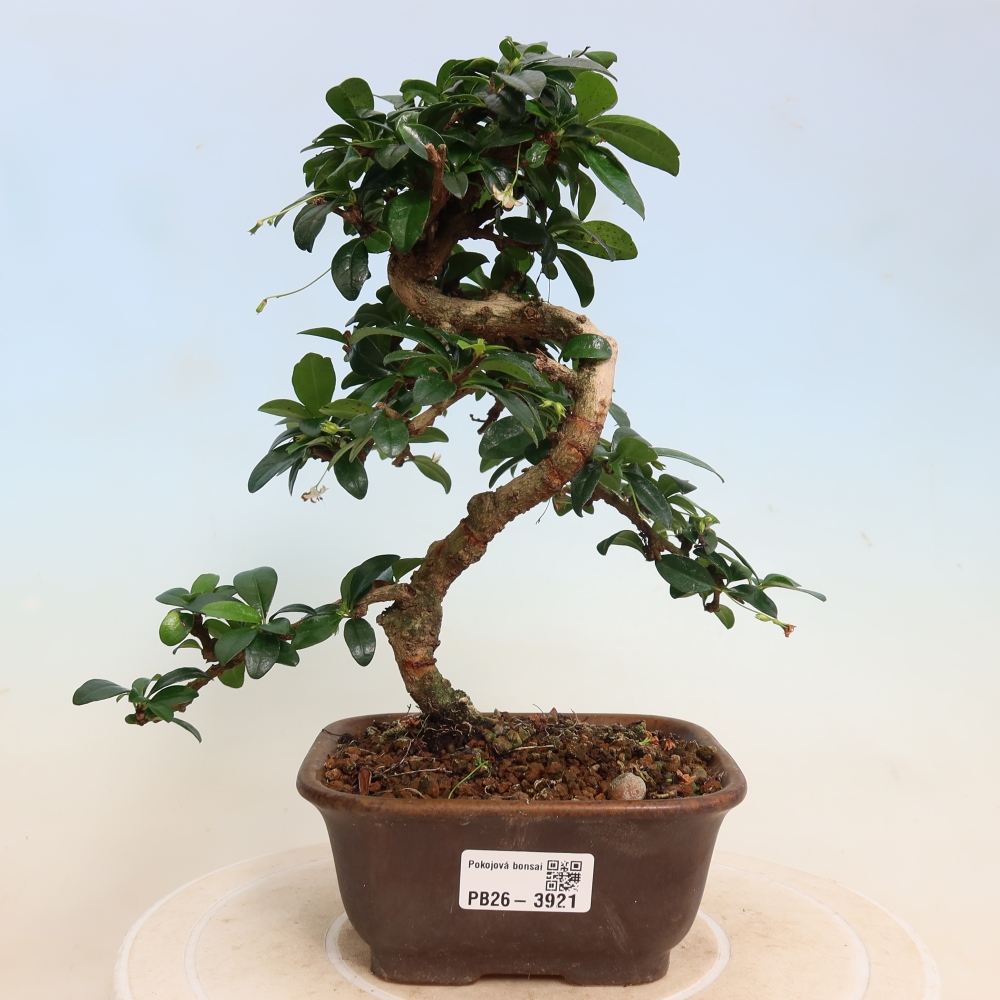 Room bonsai - Carmona macrophylla - Tea fuki