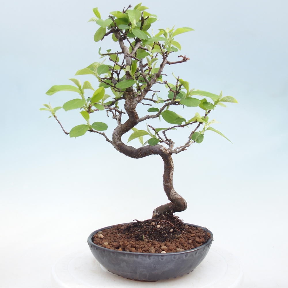 Outdoor bonsai - Chaneomeles chinensis