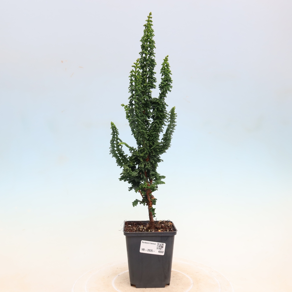 Outdoor bonsai - Cham. obtusa SEKKA HINOKI - Cypress