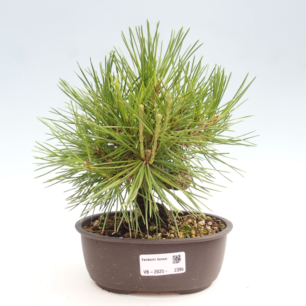 Outdoor bonsai - Pinus thunbergii - Thunbergia pine