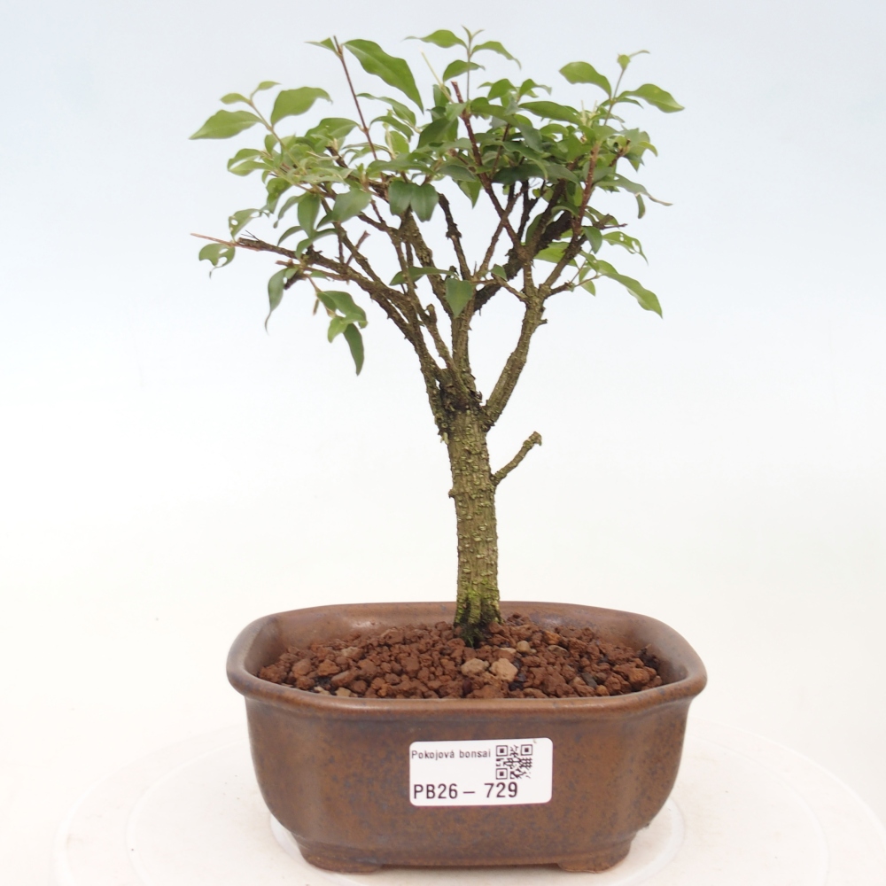 Room bonsai - Malpighia coccigera- Barbdor Cherry