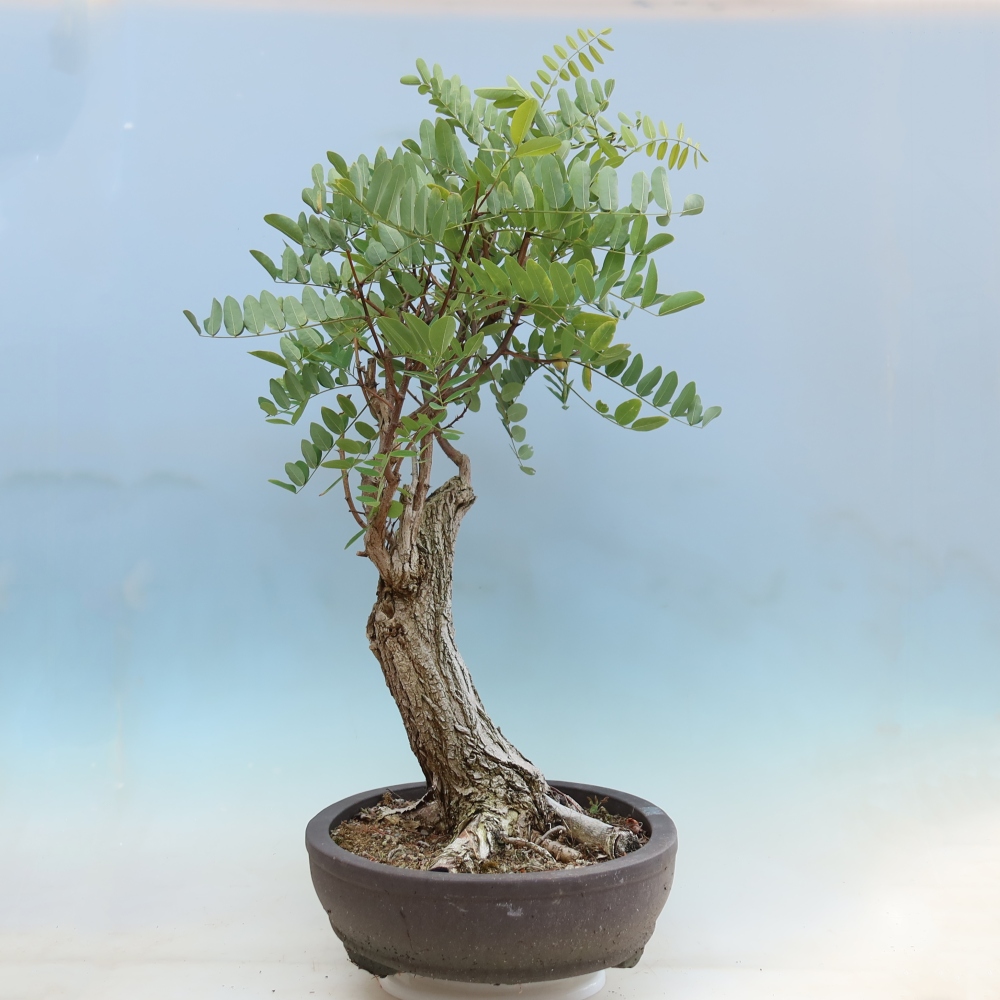 Outdoor Bonsai - Black Locust - Robinia pseudoacacia