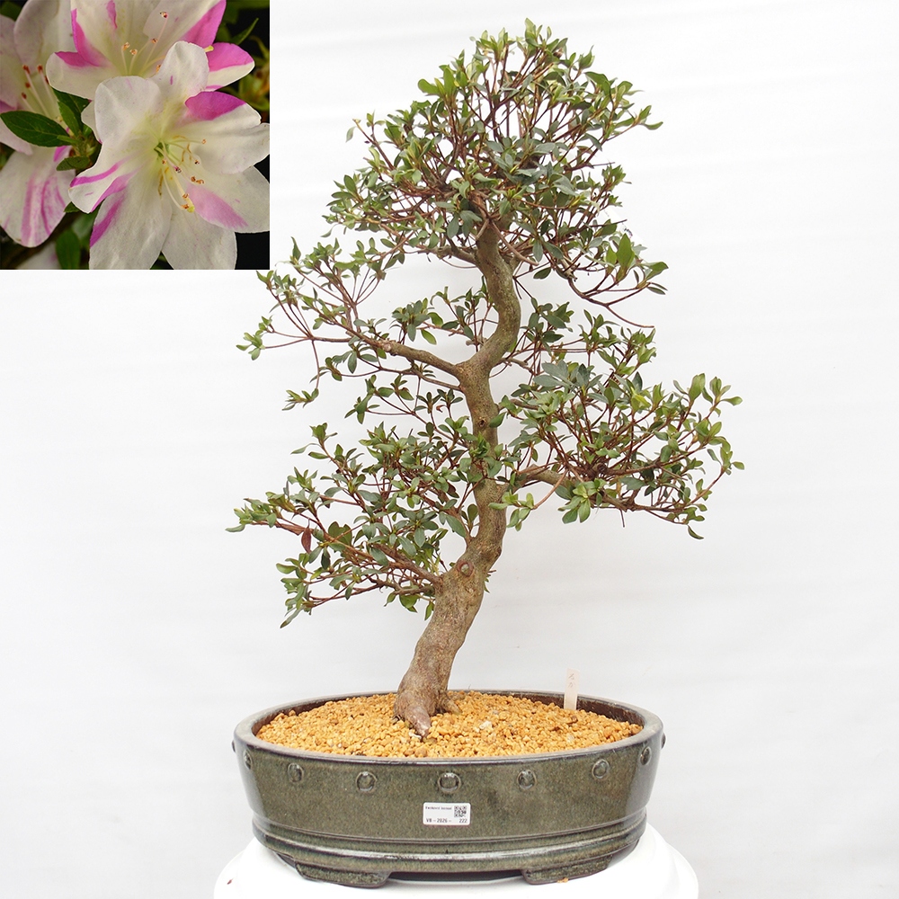 Outdoor bonsai - Japanese Azalea - Azalea Hand