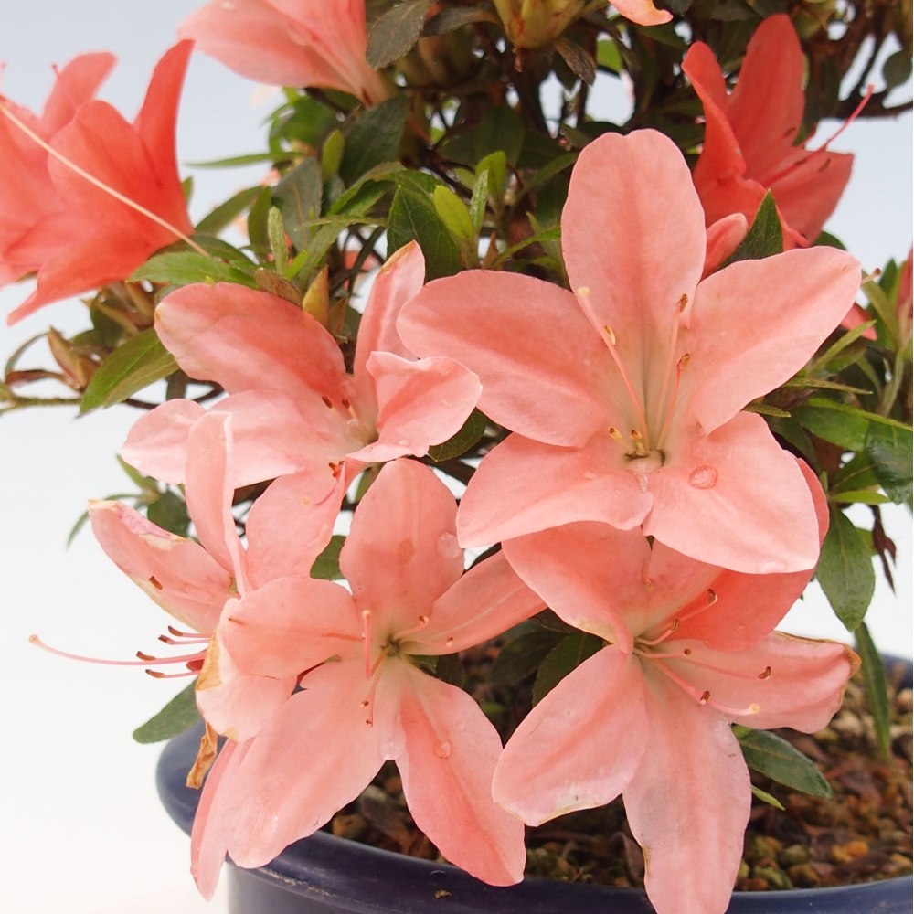 Outdoor bonsai - Japanese azalea - Azalea Nikko