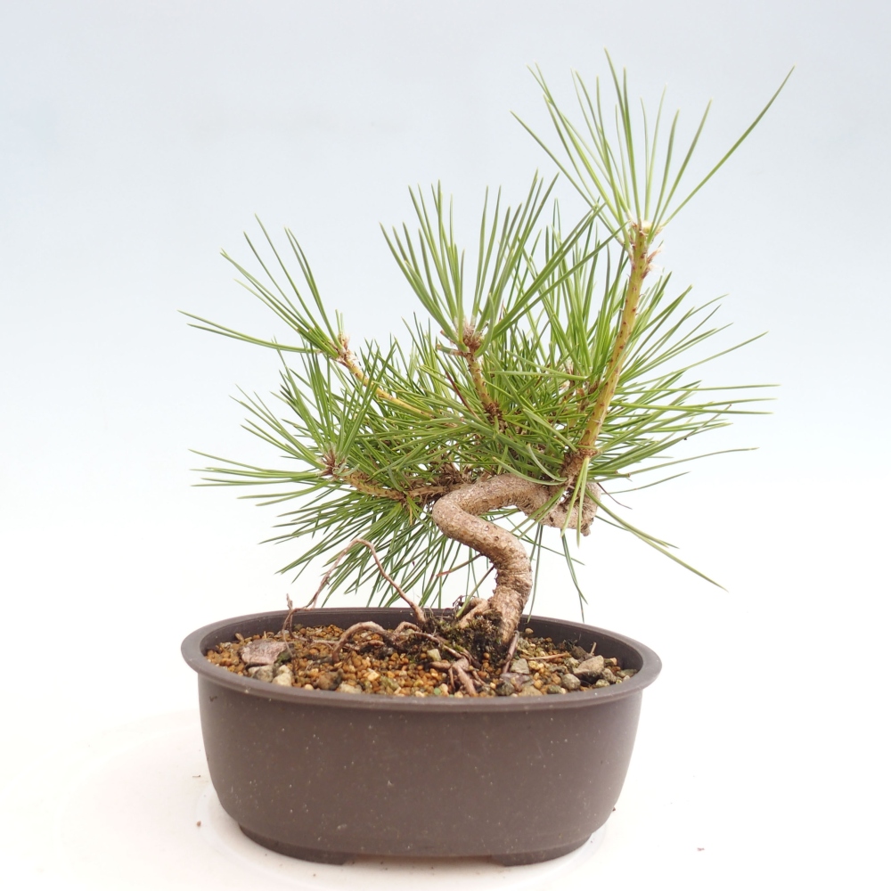 Outdoor bonsai - Pinus thunbergii - Thunbergia pine