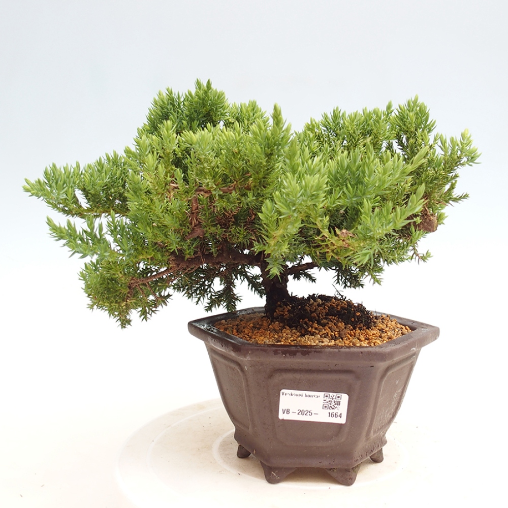 Outdoor bonsai - Juniperus procumbens - Prostrate Juniper