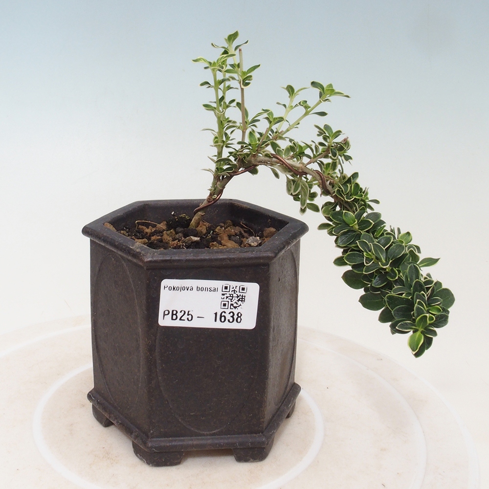 Indoor bonsai - Serissa foetida Variegata - Tree of a thousand stars