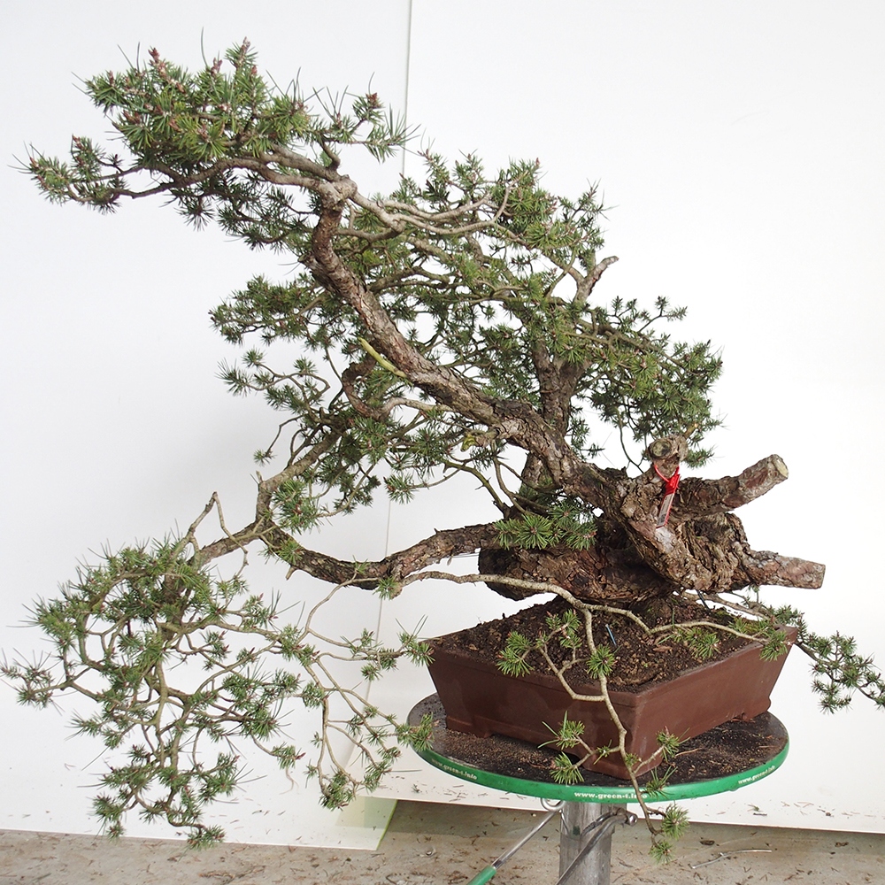 Yamadori - Pinus sylvestris Spain
