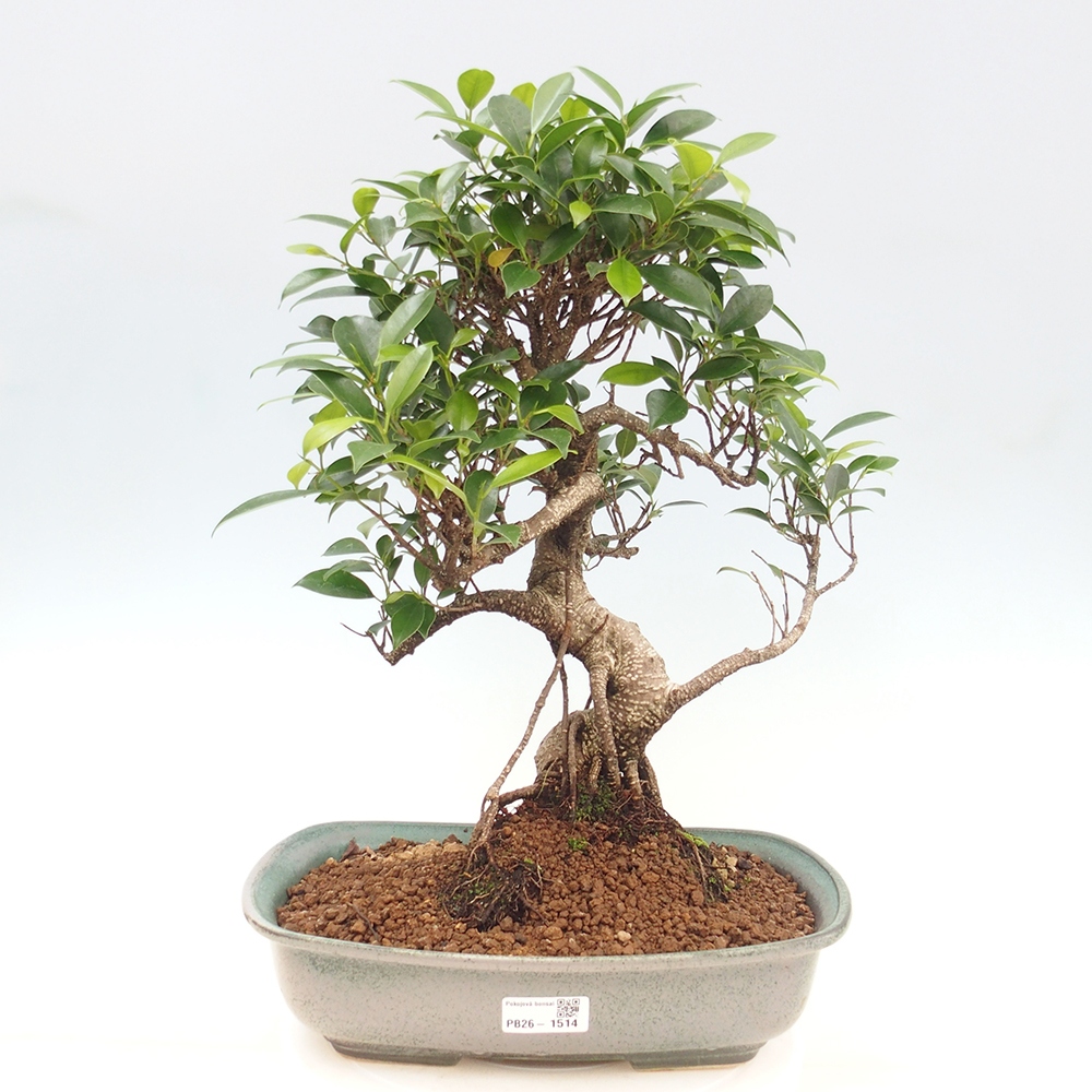 Room bonsai - Ficus kimmen - small-leaved ficus