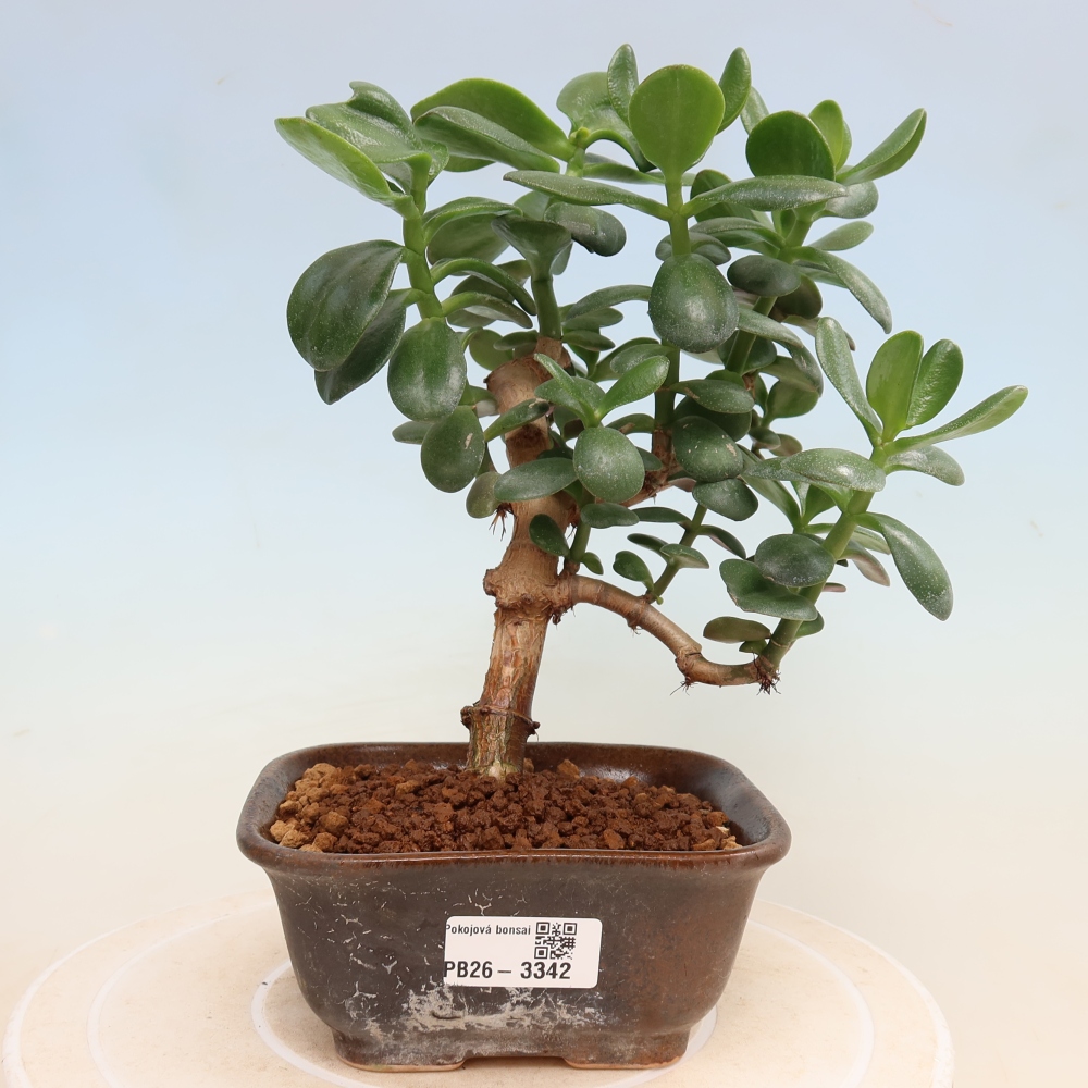Indoor Bonsai - Jade Plant - Crassula ovata