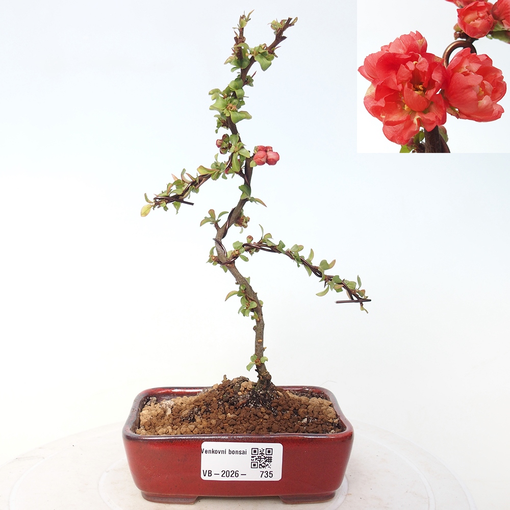 Outdoor bonsai - Chaneomeles s. Red Joy - Quince