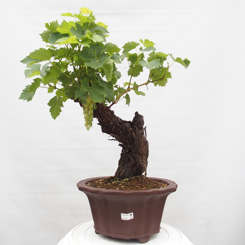 Outdoor bonsai - Vitis vinnifera MUSKAT ITALIA  - Grapevine