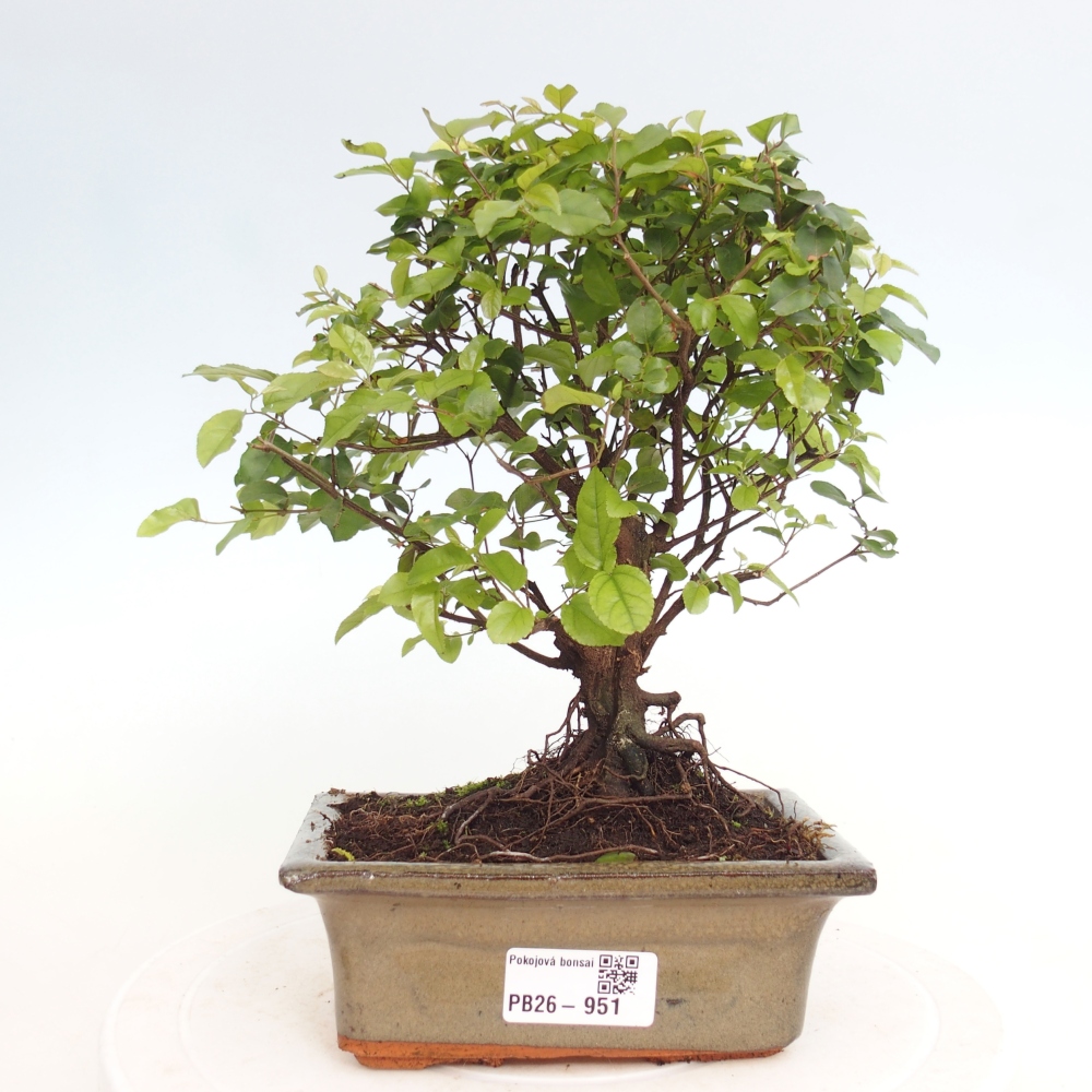 Room bonsai - Sageretia thea - Sageretia thea