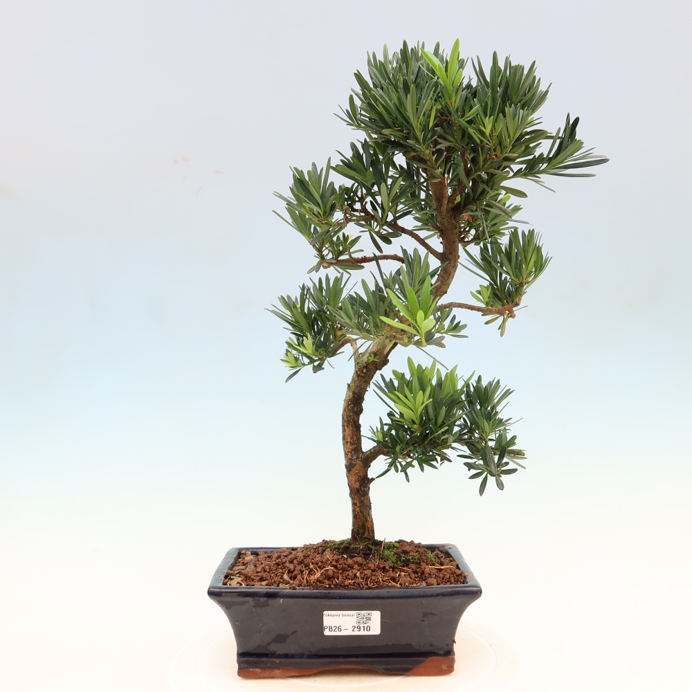 Room bonsai - Podocarpus - Stone Yew