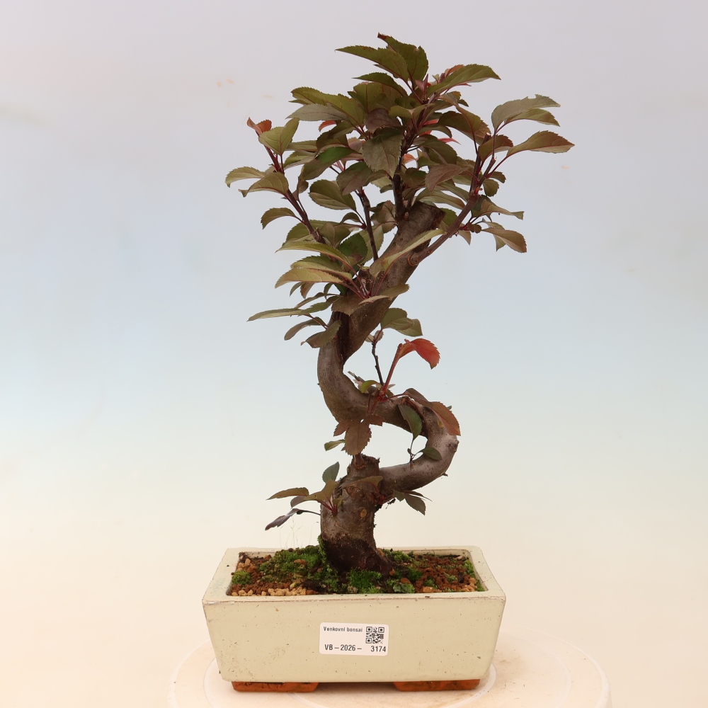 Outdoor bonsai -Malus domestica - Small-fruited red-leaved apple tree