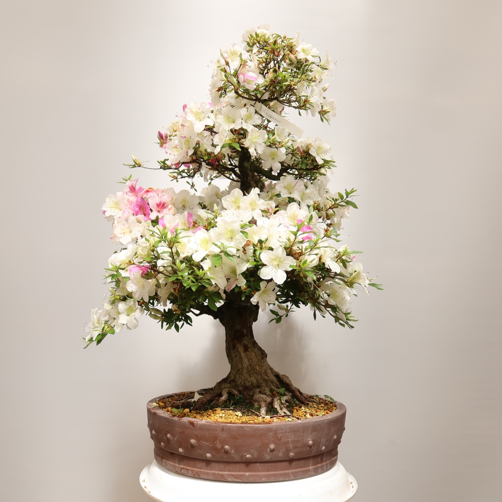 Outdoor Bonsai - Japanese Azalea - Azalea Kotobokietsu