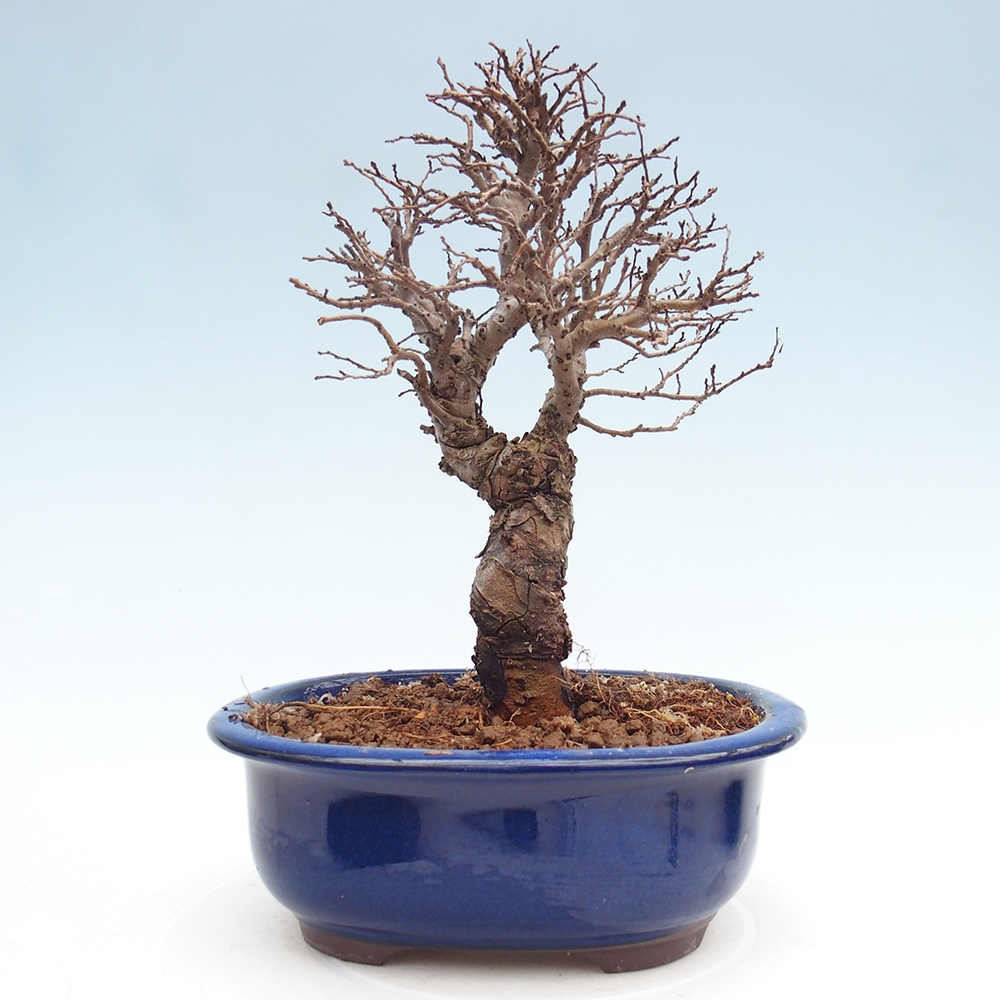Outdoor bonsai - Zelkova - Zelkova NIRE