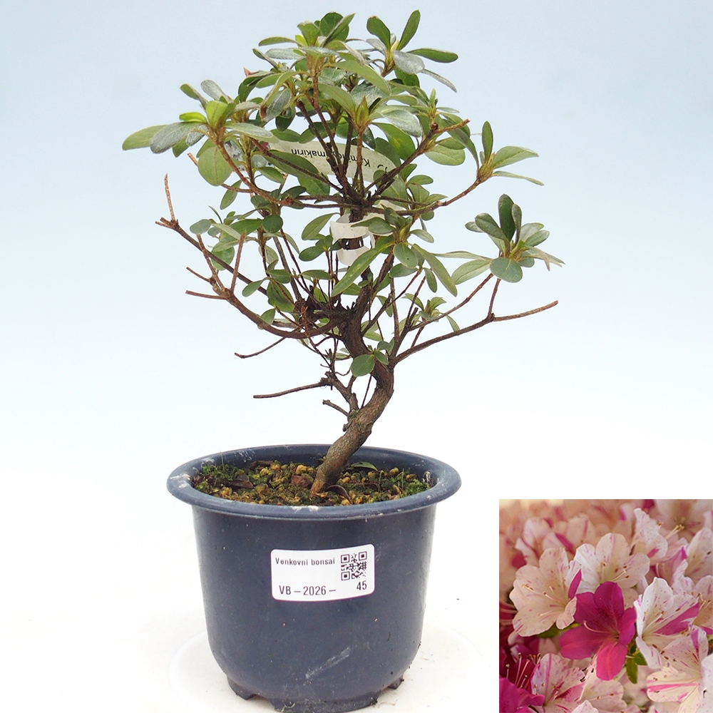 Outdoor bonsai - Japanese azalea - Azalea Kaminoyamakirin