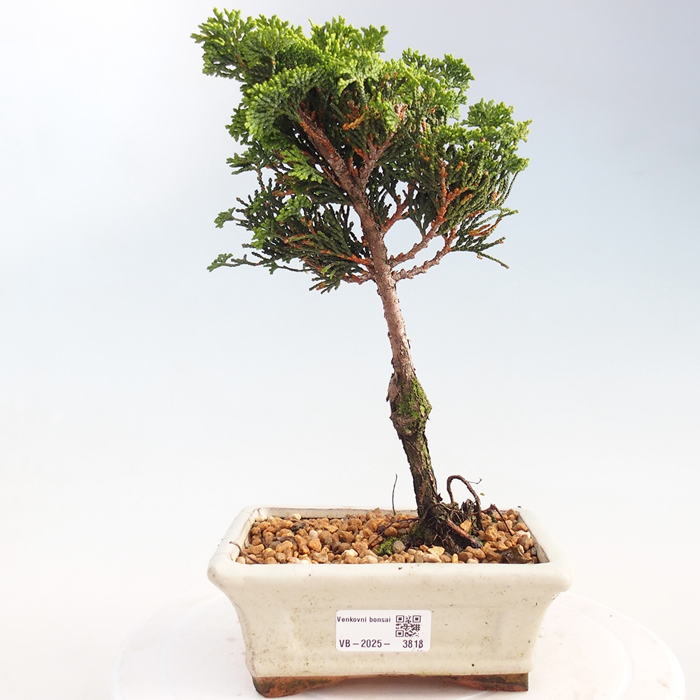 Outdoor bonsai - Cham.pis obtusa Nana Gracilis - Cypress
