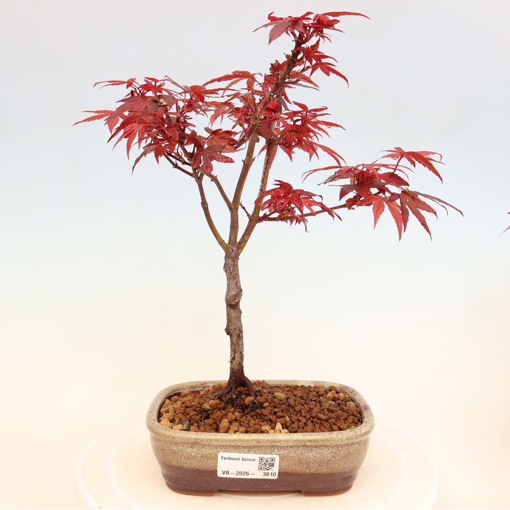 Outdoor Bonsai - Japanese Maple - Acer palmatum 'Berry Broom' 