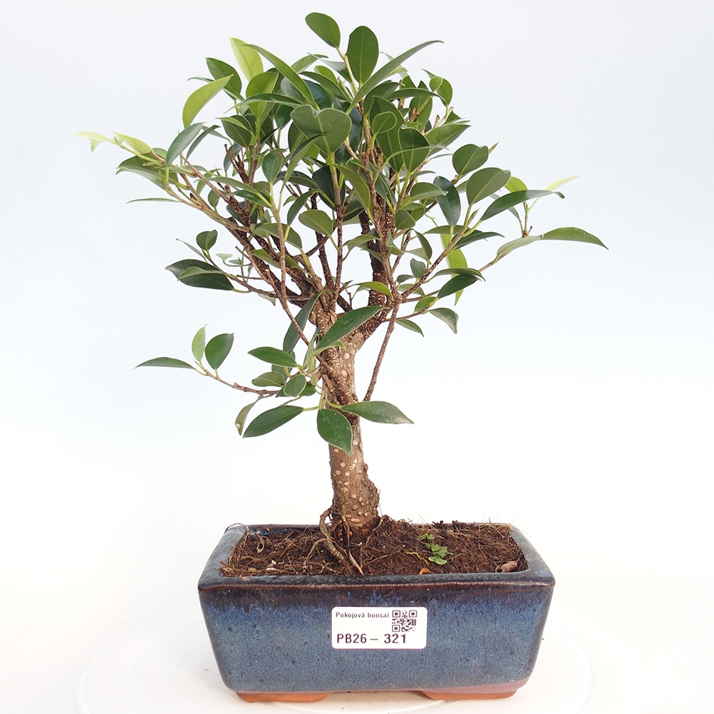Indoor bonsai - Ficus retusa - small-leaved ficus
