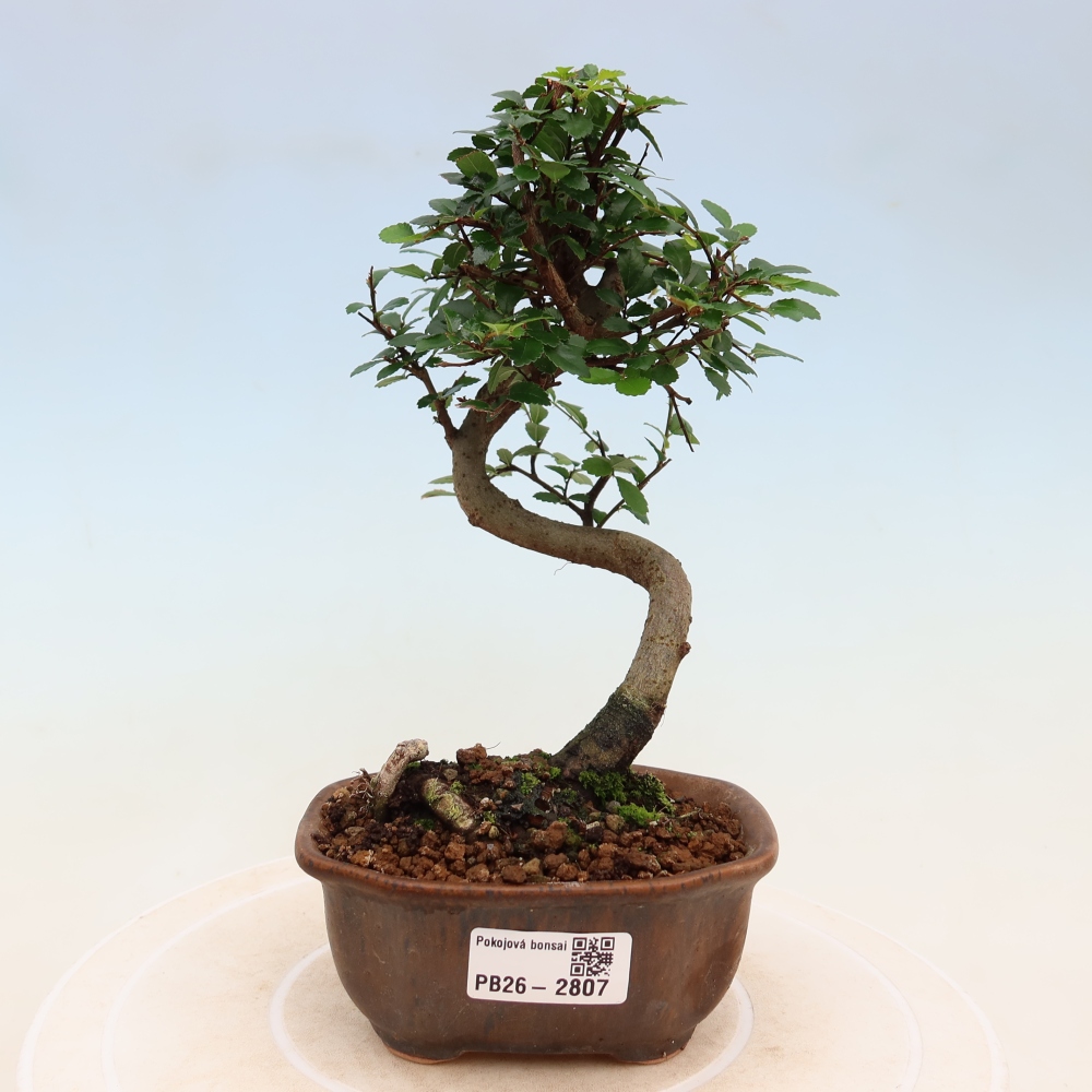 Room bonsai - Ulmus parvifolia - Small-leaved elm