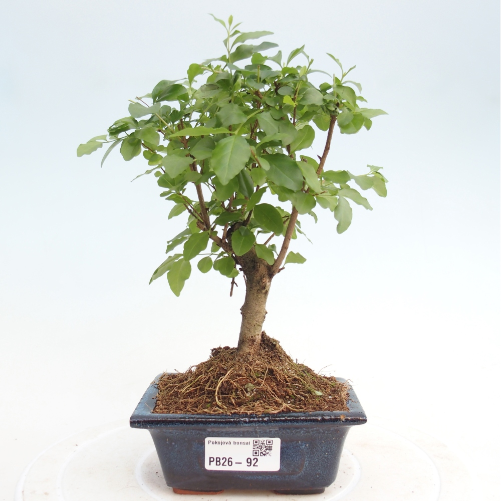 Room bonsai -Ligustrum chinensis - Birds Beak
