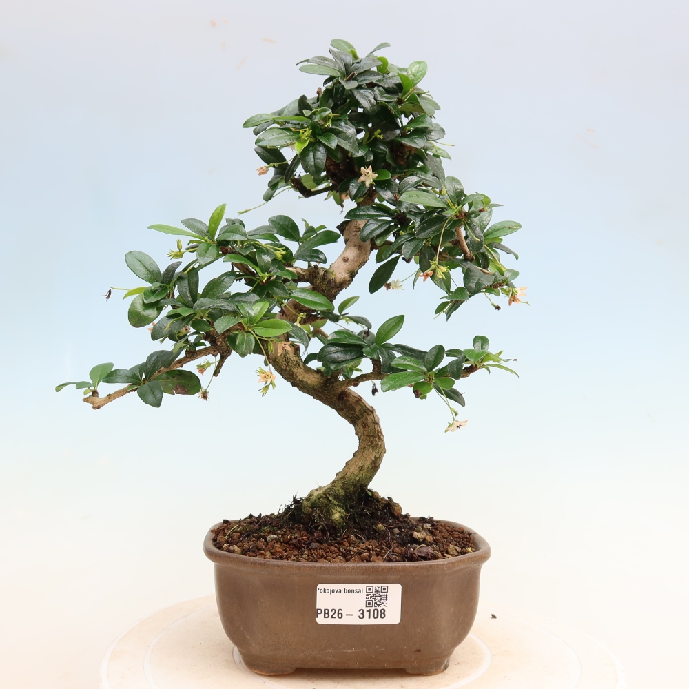 Room bonsai - Carmona macrophylla - Tea fuki